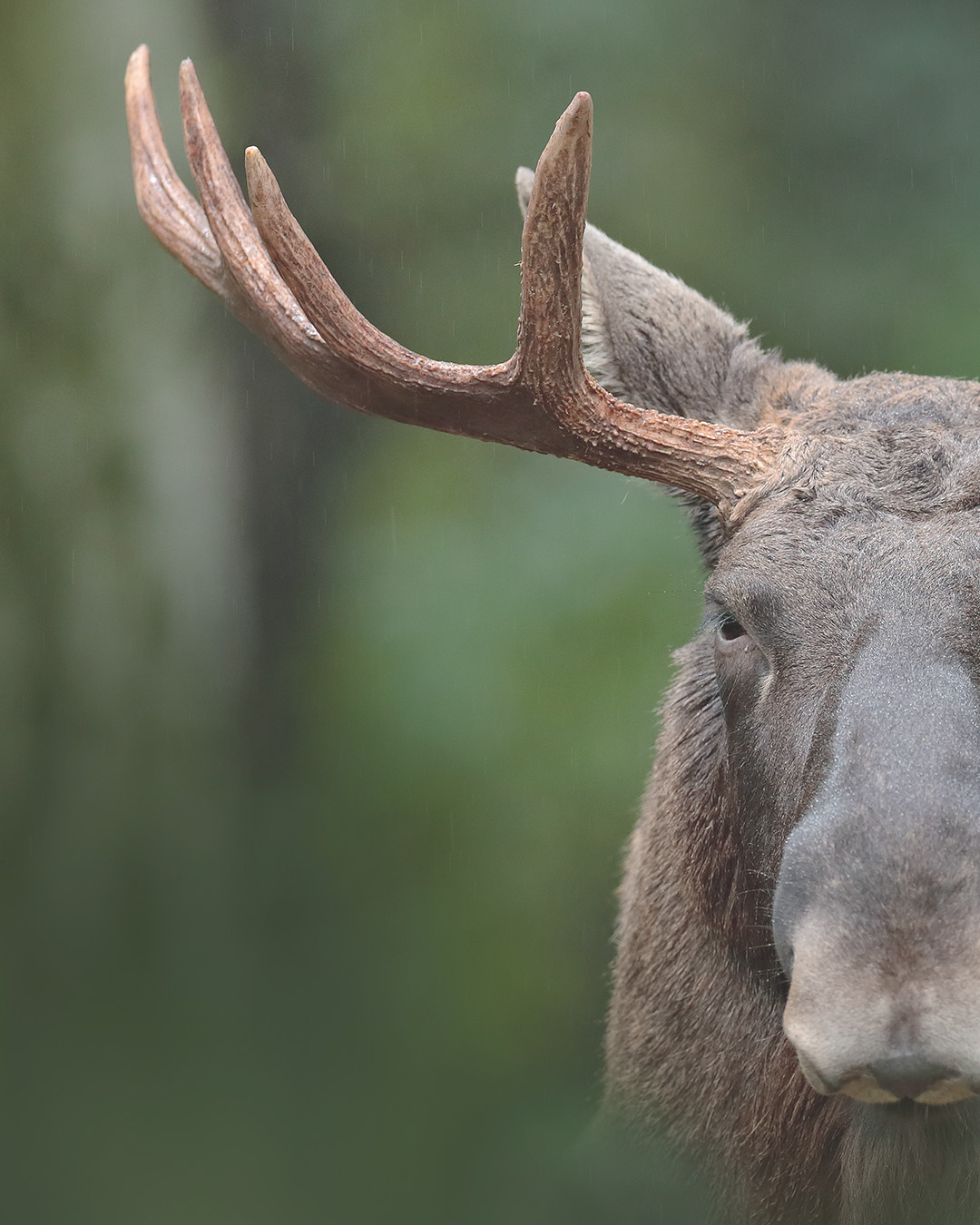 The Moose