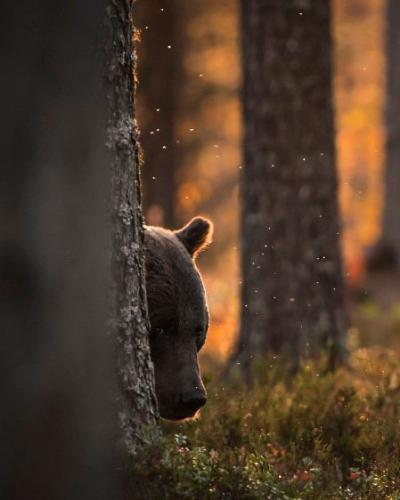 The Bear