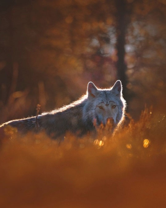 The Wolf