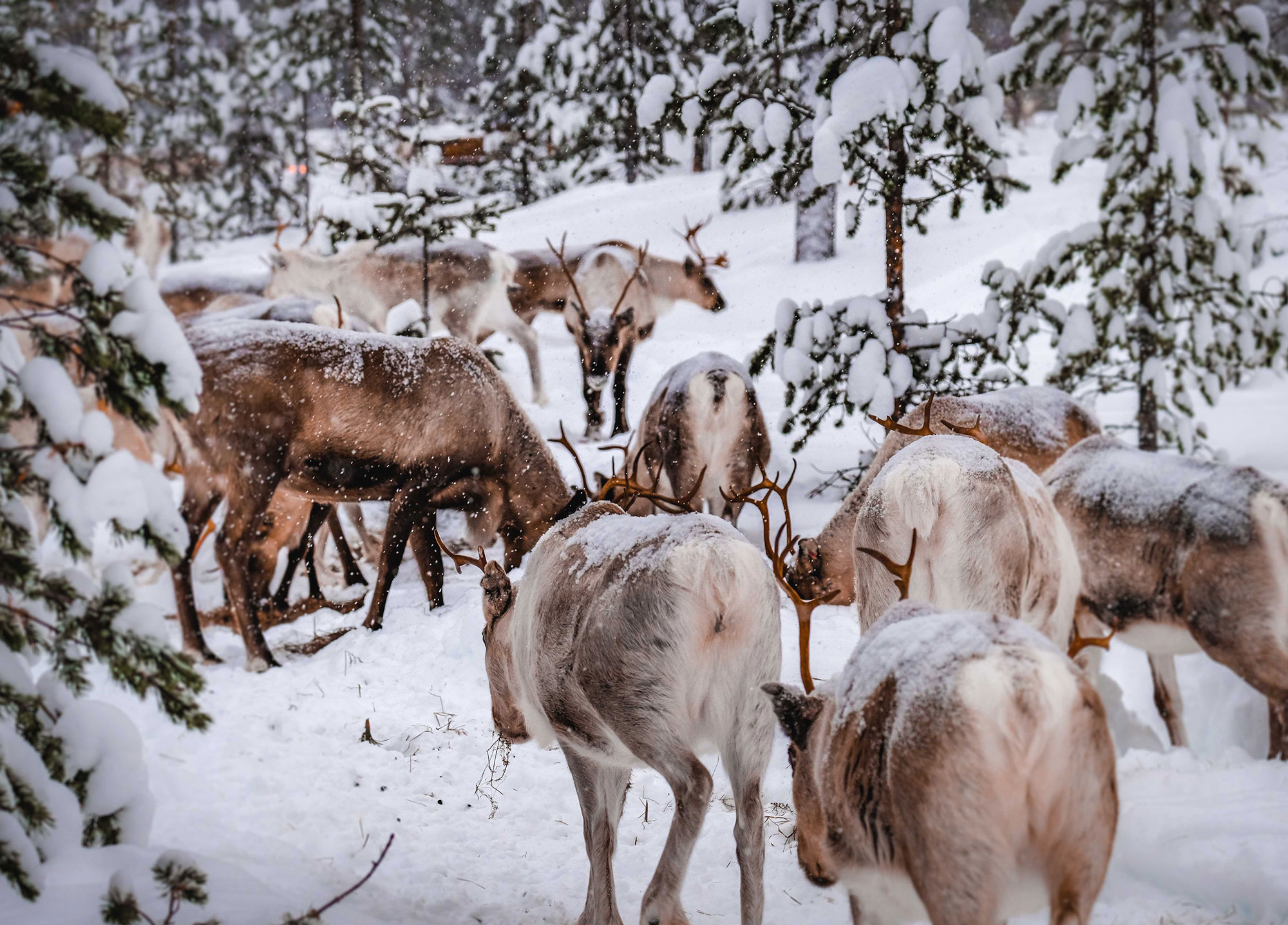 03 Reindeer herd
